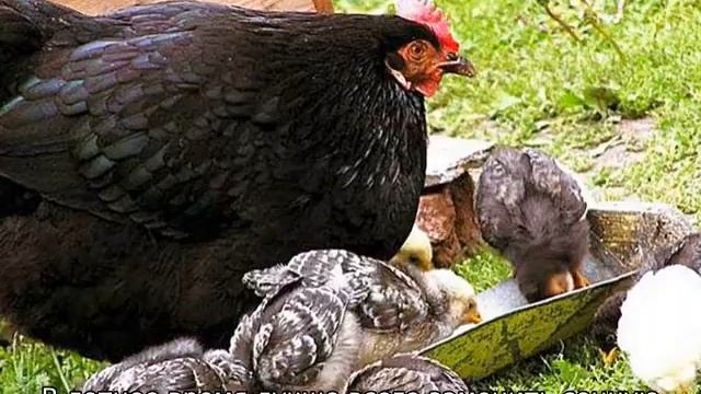 Московская черная порода кур