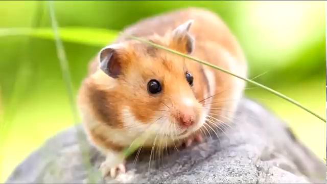 Про домашних животных