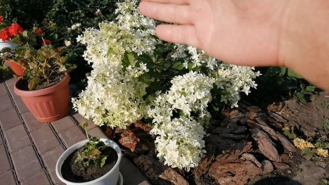 МОИ ГОРТЕНЗИИ .ГОРТЕНЗИЯ МЕТЕЛЬЧАТАЯ ДЕНТЕЛЬ ДЕ ГОРРОН.