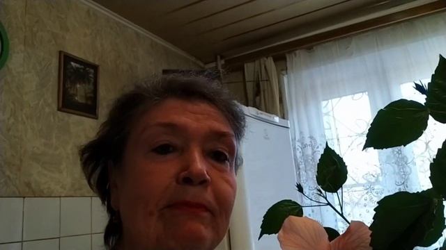 ГИБИСКУС ЧЕМ ПОДКОРМИТЬ И КАКИМ ПРЕПАРАТОМ ПОДЛЕЧИТЬ КИТАЙСКУЮ РОЗУ.