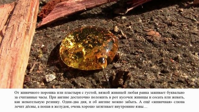 Живица – природное чудо!