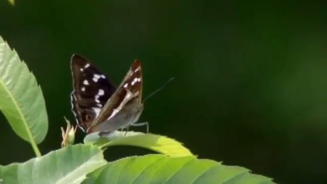 Башира такмаклары Башира Насырова