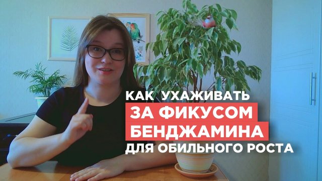 Фикус Бенджамина: уход, подкормка, пересадка, полив, как опрыскивать, что делать, если опали листья