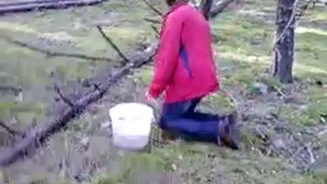 Грибы моховички