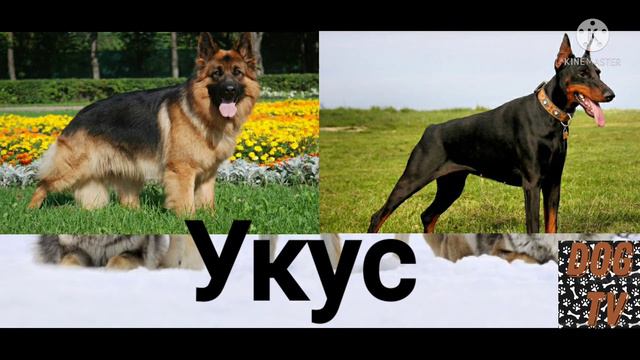 Кто сильней немецкая овчарка или доберман