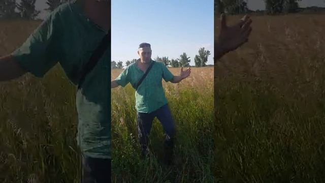 Костер трава - злаковая многолетняя и мощная для получения сена