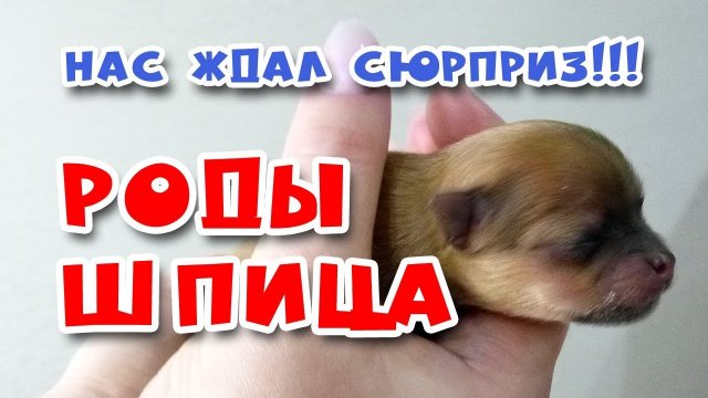 Роды шпица 2018, подробно роды собаки, сколько щенков в помёте