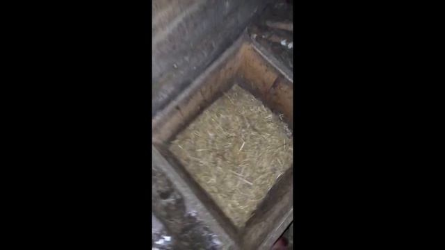 Жить в деревне / Собираю яйца ? Нет... оказывается пошла на добычу пропитания / Elenitka Уфа