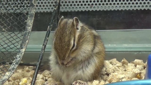 Домашний бурундук. Содержание бурундука в домашних условиях.