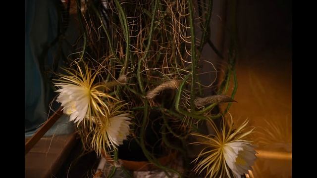 Цветение Selenicereus grandiflorus