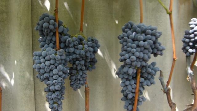 Виноград кишмиш Юпитер (Jupiter)