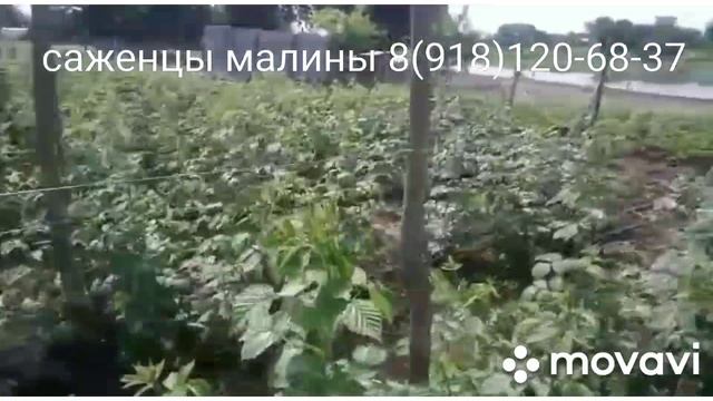 Саженцы малины