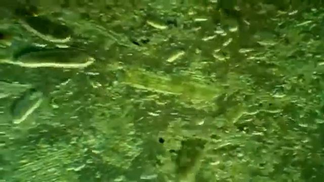 ребятам  о  зверятах   БЕГЕМОТ