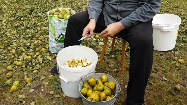 Сборка урожая груши и приготовление вина.
