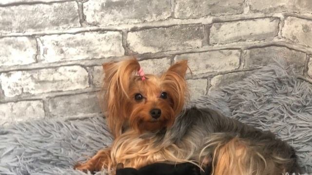 VLOG: БУДНИ ЗАВОДЧИКА| КЛИЧКИ,ВЗВЕШИВАНИЕ ЩЕНКОВ ЙОРКА❤️