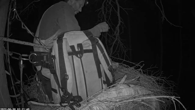 Must-toonekurg: experiment with black stork adoption/эксперимент с усыновлением черного аиста