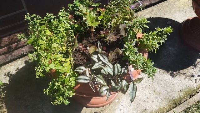 Цветочные композиции /Бегонии и их компаньёны/ Композиция для подвесных кашпо