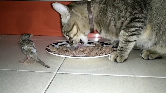 Почему коты сходят сума, когда слышат запах кошачьего корма?