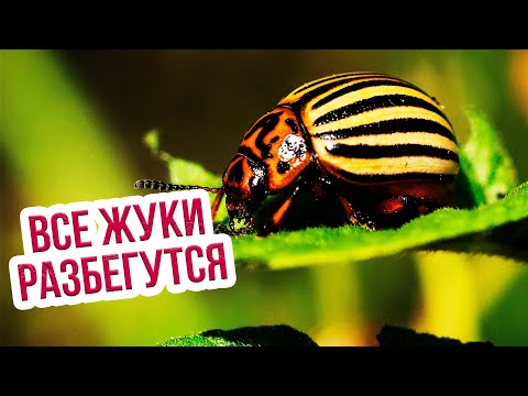 Колорадский жук на картошке - что делать? Как бороться с колорадским жуком