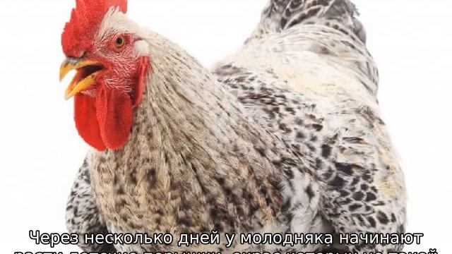 Мастер Грей: порода кур (описание)