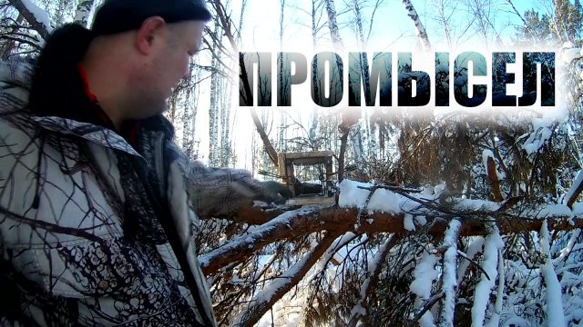 Охота с лайками.проверка капканов.ИДЕМ НА ПУТИК