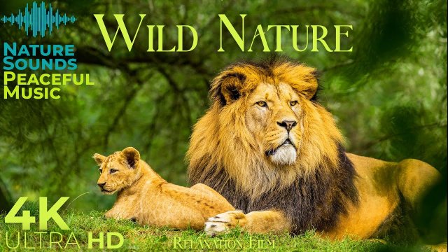 Дикая природа - Расслабляющая музыка и красивые виды Full HD