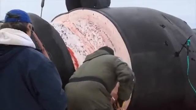 Разделка Мясо Огромного Кита