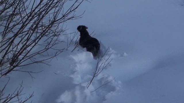Охота с Ягдтерьером на Лося зимой в - 30.