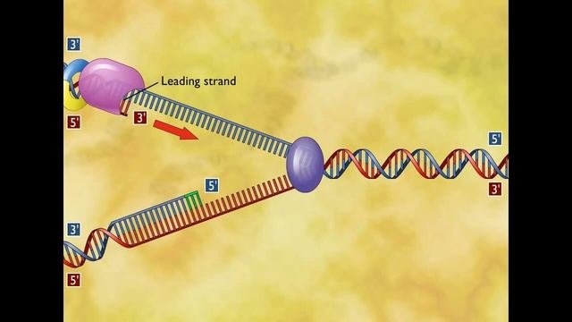 Репликация ДНК (ЛУЧШЕЕ ВИДЕО)