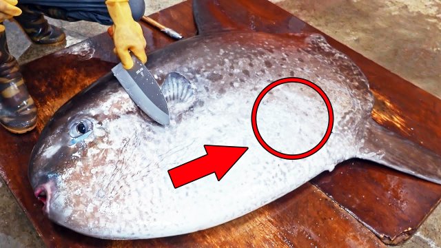 Удивительные навыки разделки гигантской рыбы-солнца, ловля рыбы-Солнца, Рыба-Солнце