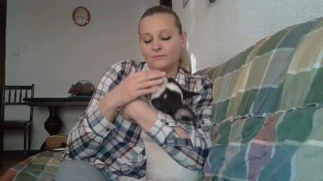 Французский бульдог - плюсы и минусы породы.