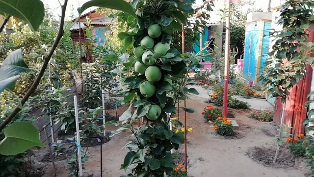 Колоновидная яблоня. Как формировать колоновидную яблоню как колонну. Обрезка колоновидных яблонь.