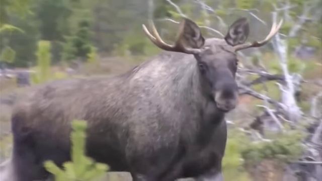 Гон лося, звуки издаваемые быком.