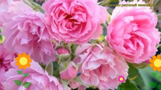 Роза парковая Пинк Грутендорст. Краткий обзор, описание характеристик Pink Grootendorst