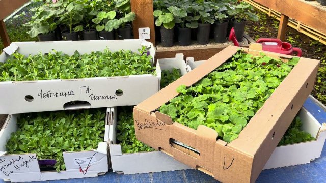 Едем получать свежий черенок. Очередная поставка.