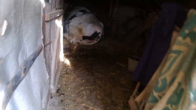 НЕ ОЧИСТИЛАСЬ КОРОВА. ИСПРАВЛЯЕМ КОСЯКИ. Весь курс лечения