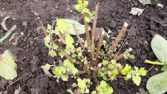 КОГДА И КАК УКРЫТЬ ХРИЗАНТЕМУ В ОТКРЫТОМ ГРУНТЕ. ДЕЛЮСЬ СВОИМ ОПЫТОМ.