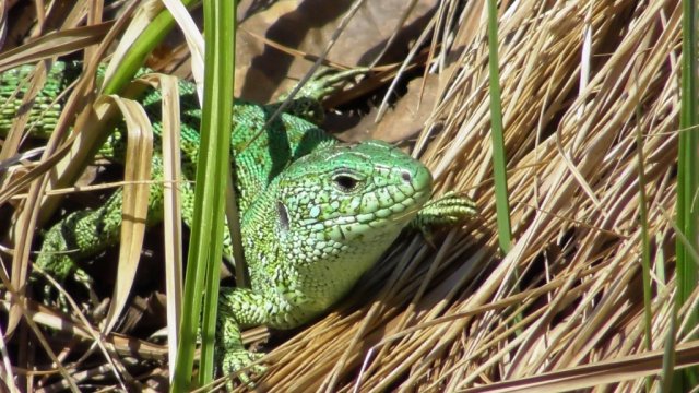 Ящерица прыткая ( Lacerta agilis )