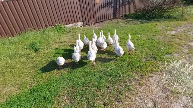 Чьи гусята крупнее?? Мои или тёти Нины))) покупали в один день у одного продавца!