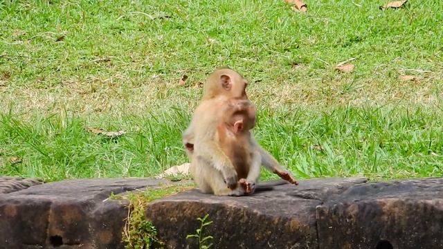 OH OMG..!! Help ! Poor Baby monkey I Mom Don't do does I Summary Video monkey I Lovely monkey clip