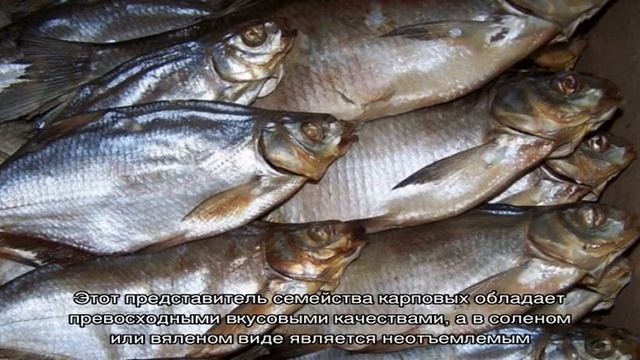 Как засолить леща в домашних условиях
