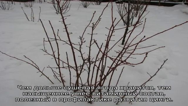 Голубика и черника: в чем разница