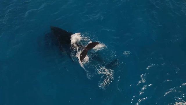 Whale Song Meditation Dive into Serenity with Tranquil Music and Majestic Whales #whale #meditation