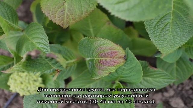 Почему у гортензии желтеют листья и сохнут края — причины и лечение