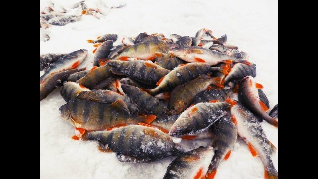 РЫБАЛКА НА ОКУНЯ И ЩУКУ ТАКОЙ РЫБАЛКИ НЕБЫЛО ДАВНО.#охотарыбалка#рыбалка#окунь