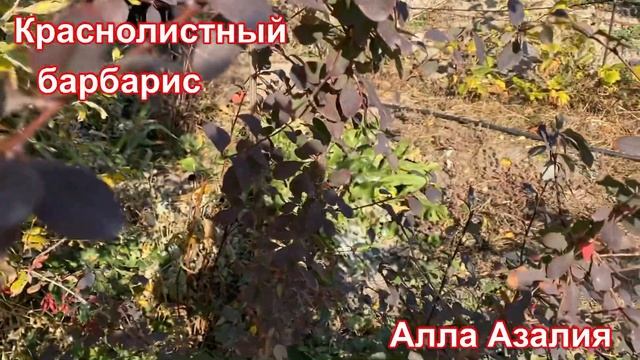 Барбарис краснолистный. Собираем ягоды #барбарис #барбарискраснолистный