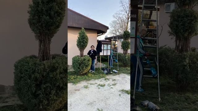 Школа Топиарного искусства - Ева Сад своими руками 2022 г