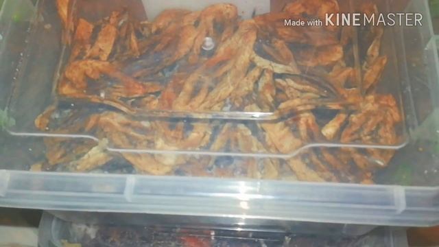 Как НЕ нужно ХРАНИТЬ ПАСТИЛУ!!! Мой ПЕЧАЛЬНЫЙ ОПЫТ.