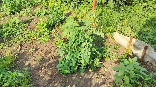 К НАМ ПРИЕХАЛИ ГОСТИ / САНЯ ГОТОВИТ ПЛОВ / БЕЛЯШИ / Шиндр Мындр @ShindrMindr_Official