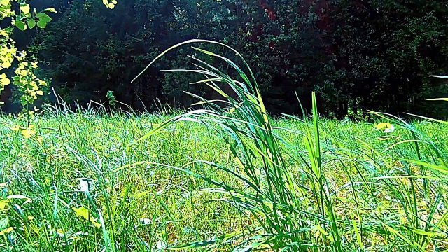 Весна. Звуки природы. Пение птиц в лесном массиве. Видео для отдыха.